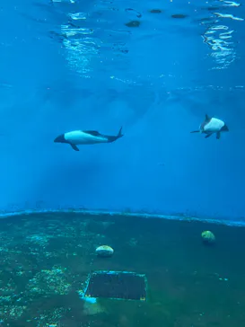 仙台うみの杜水族館に投稿された画像（2022/10/29）