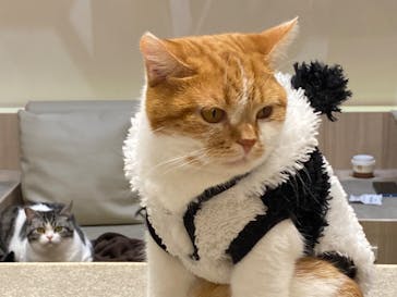 猫カフェモカ　イオンモール幕張新都心店に投稿された画像（2022/10/29）