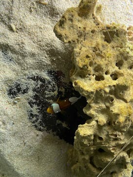 ゼロ距離水族館 伊勢シーパラダイスに投稿された画像（2022/10/29）