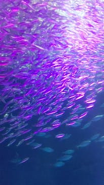 名古屋港水族館に投稿された画像（2022/10/29）