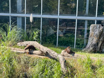神戸どうぶつ王国に投稿された画像（2022/10/29）