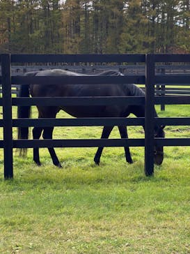 ノーザンホースパークに投稿された画像（2022/10/29）