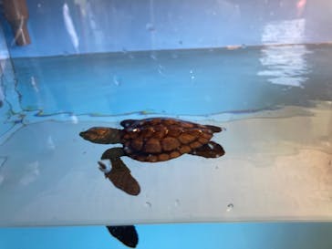 新江ノ島水族館に投稿された画像（2022/10/29）