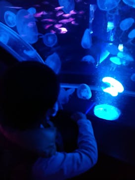 京都水族館に投稿された画像（2022/10/29）