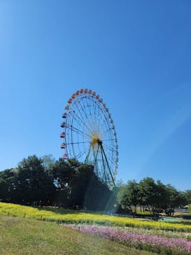 国営ひたち海浜公園プレジャーガーデンに投稿された画像（2022/10/29）