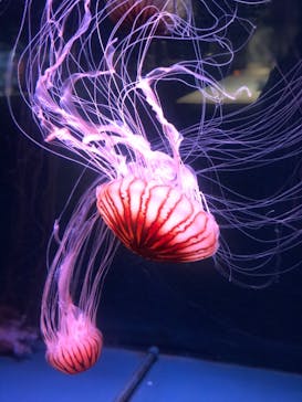 京都水族館×ニデック京都タワーに投稿された画像（2022/10/29）