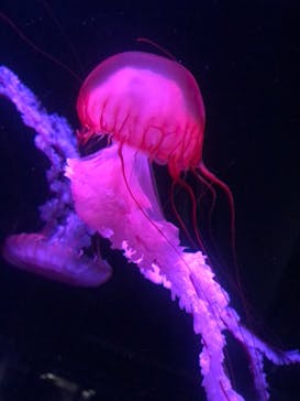 京都水族館×ニデック京都タワーに投稿された画像（2022/10/29）