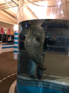 京都水族館×ニデック京都タワーに投稿された画像（2022/10/29）