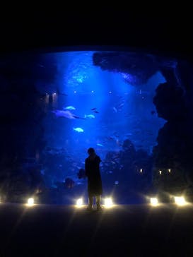 京都水族館×ニデック京都タワーに投稿された画像（2022/10/29）