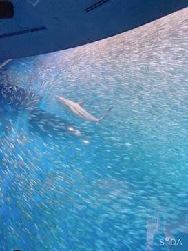 名古屋港水族館に投稿された画像（2022/10/29）