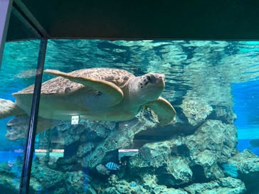 名古屋港水族館に投稿された画像（2022/10/29）