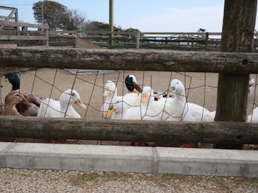 マザー牧場に投稿された画像（2022/10/29）