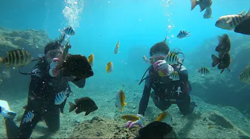 武藤潜水に投稿された画像（2022/10/29）