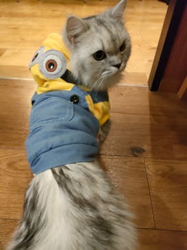 猫カフェモカ　池袋東口店に投稿された画像（2022/10/29）