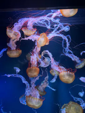 すみだ水族館に投稿された画像（2022/10/29）