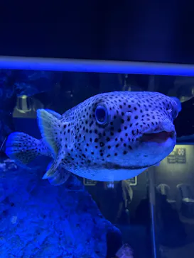 すみだ水族館に投稿された画像（2022/10/29）