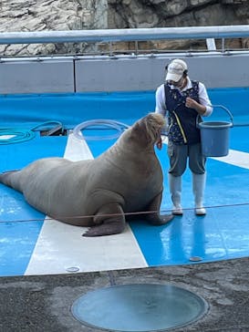 大分マリーンパレス水族館 「うみたまご」に投稿された画像（2022/10/29）