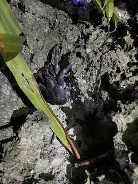 石垣島 ADVENTURE PiPi（イシガキジマアドベンチャーピピ）に投稿された画像（2022/10/29）