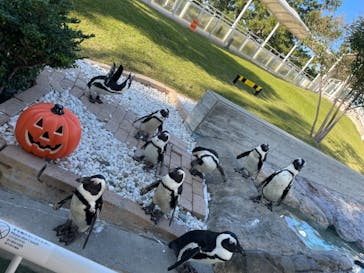 マリンワールド海の中道に投稿された画像（2022/10/29）