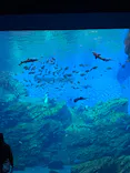 仙台うみの杜水族館に投稿された画像（2022/10/30）