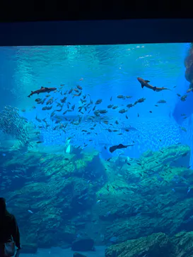 仙台うみの杜水族館に投稿された画像（2022/10/29）