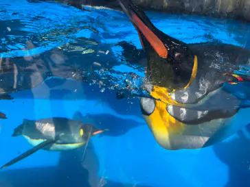 仙台うみの杜水族館に投稿された画像（2022/10/29）