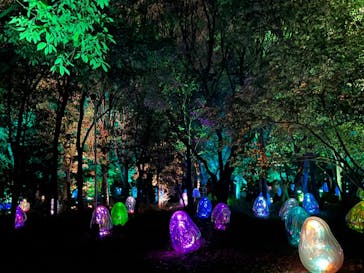 チームラボ ボタニカルガーデン 大阪に投稿された画像（2022/10/30）