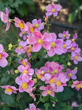 西武園ゆうえんちに投稿された画像（2022/10/30）