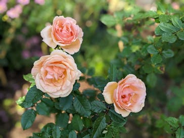 西武園ゆうえんちに投稿された画像（2022/10/30）