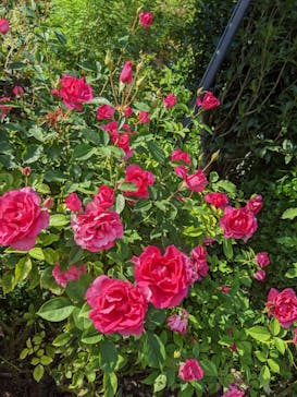 西武園ゆうえんちに投稿された画像（2022/10/30）