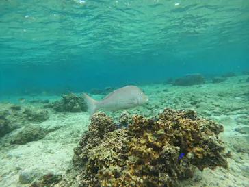 武藤潜水に投稿された画像（2022/10/30）