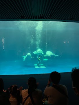 島根県立 しまね海洋館に投稿された画像（2022/10/30）