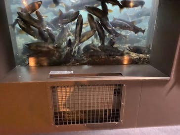 サケのふるさと 千歳水族館に投稿された画像（2022/10/30）