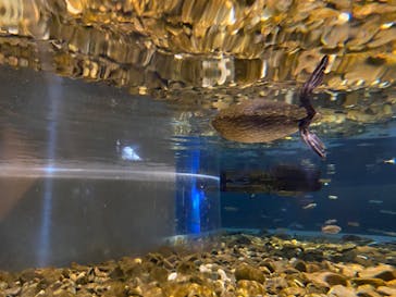 サケのふるさと 千歳水族館に投稿された画像（2022/10/30）