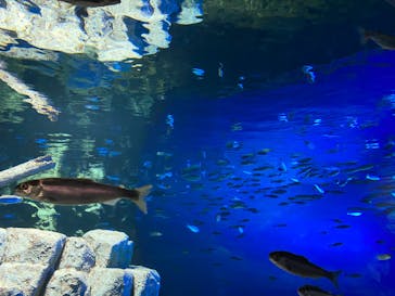 サケのふるさと 千歳水族館に投稿された画像（2022/10/30）