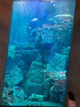 大分マリーンパレス水族館 「うみたまご」に投稿された画像（2022/10/30）