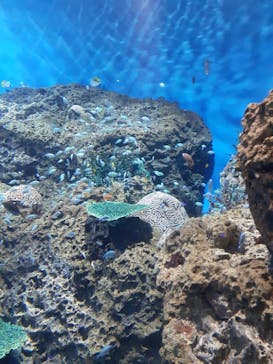 アクアワールド茨城県大洗水族館に投稿された画像（2022/10/30）