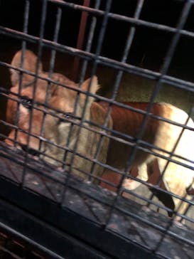 那須サファリパークに投稿された画像（2022/10/30）