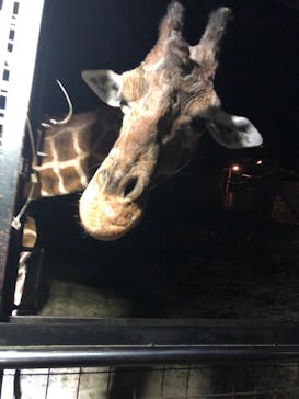 那須サファリパークに投稿された画像（2022/10/30）