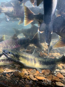 サケのふるさと 千歳水族館に投稿された画像（2022/10/30）