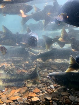 サケのふるさと 千歳水族館に投稿された画像（2022/10/30）