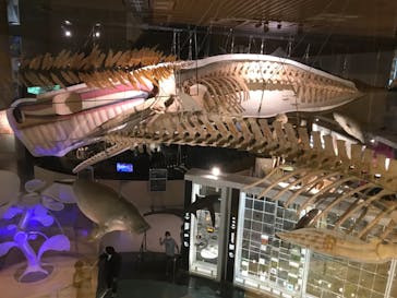 国立科学博物館に投稿された画像（2022/10/30）