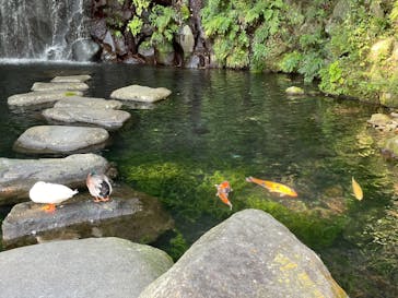 箱根湯本温泉 天成園に投稿された画像（2022/10/30）