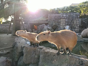 伊豆シャボテン動物公園に投稿された画像（2022/10/30）