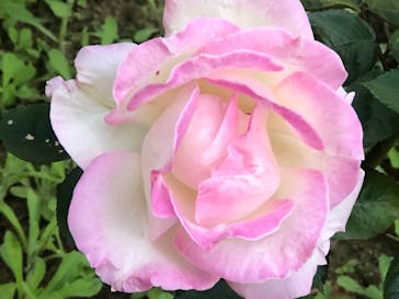 鳩山会館に投稿された画像（2022/10/30）