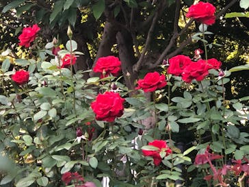 鳩山会館に投稿された画像（2022/10/30）