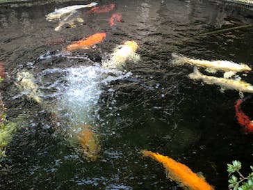 鳩山会館に投稿された画像（2022/10/30）