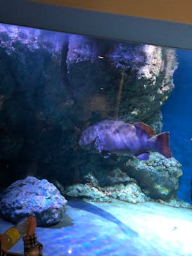名古屋港水族館に投稿された画像（2022/10/30）