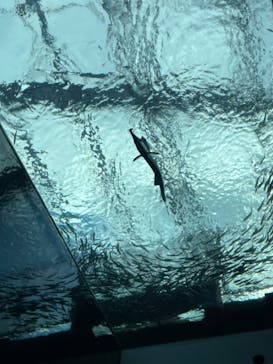 環境水族館アクアマリンふくしまに投稿された画像（2022/10/30）