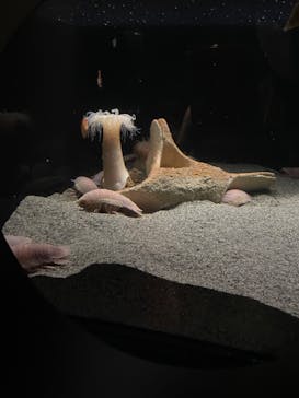 環境水族館アクアマリンふくしまに投稿された画像（2022/10/30）